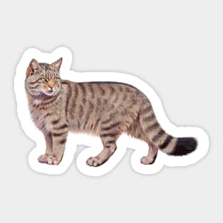 European Wild Cat Sticker